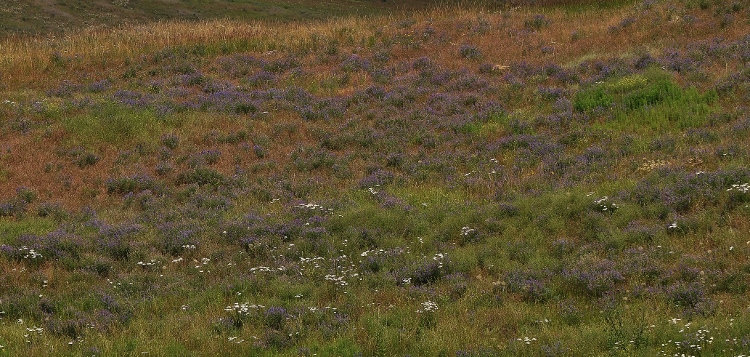 field of wildflowers